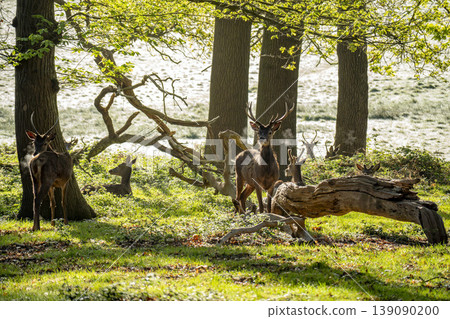 Detail of breath of Red deers in richmond park london at sunrise 139090200