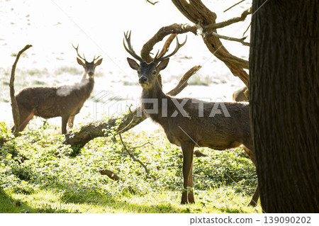 Red deers in richmond park london at sunrise 139090202