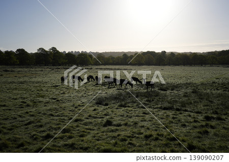 Group of Red deers silhouette in richmond park london at sunrise Group of Red deers silhouette in richmond park london at sunrise 139090207