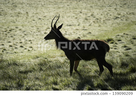 Red deer silhouette in richmond park london at sunrise 139090209