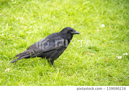 raven looking at you in richmond park london raven looking at you in richmond park london 139090216