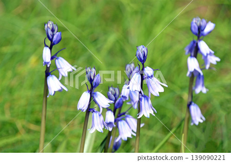 風鈴草（水仙） 139090221