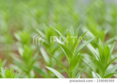 Fresh lily leaves 139090369