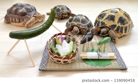Russian tortoises and African spurred tortoises observing the Obon festival. Russian tortoises and African spurred tortoises observing the Obon festival. 139090458