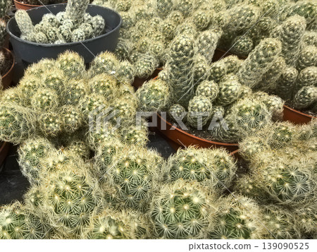 Bright green cacti thrive in warm sunlight at a lively plant nursery Bright green cacti thrive in warm sunlight at a lively plant nursery 139090525