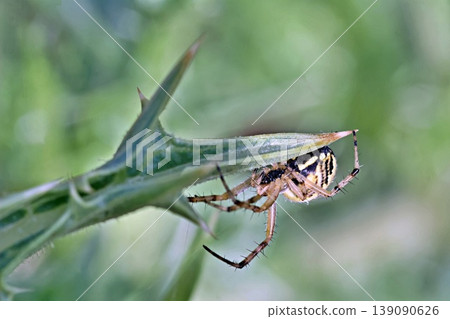 Bordered Orbweaver (Neoscona adianta), Greece 139090626