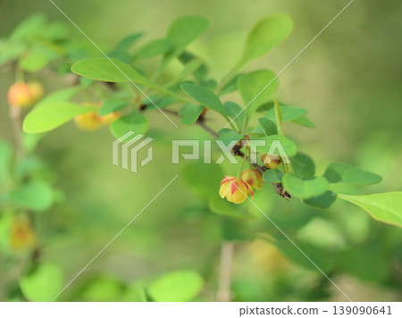 The small, lovely flowers of the barberry tree bloomed in sunny April. The small, lovely flowers of the barberry tree bloomed in sunny April. 139090641