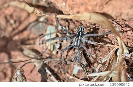 Thanatus is a genus of false crab spiders, belonging to the order Araneae, family Philodromidae, Greece Thanatus is a genus of false crab spiders, belonging to the order Araneae, family Philodromidae, Greece 139090642