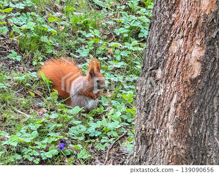 Squirrel on grass near tree in park. 139090656