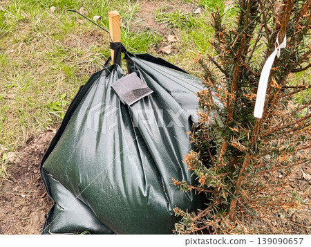 Young trees planted in soil with watering bags. 139090657