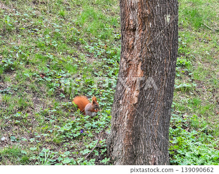 Squirrel on grass near tree in park. Squirrel on grass near tree in park. 139090662