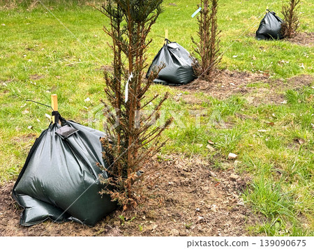 Young trees planted in soil with watering bags. Young trees planted in soil with watering bags. 139090675