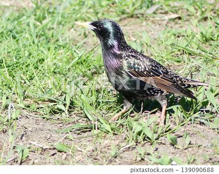 European starling bird standing on grass and dirt European starling bird standing on grass and dirt 139090688