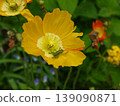 黃花和蚱蜢 139090871