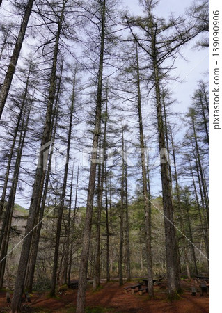 Forest image Forest image 139090906