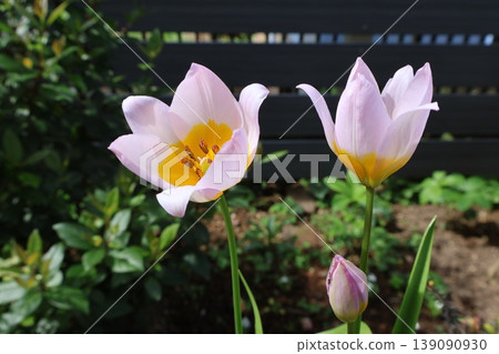 Cute pink wild tulips Cute pink wild tulips 139090930