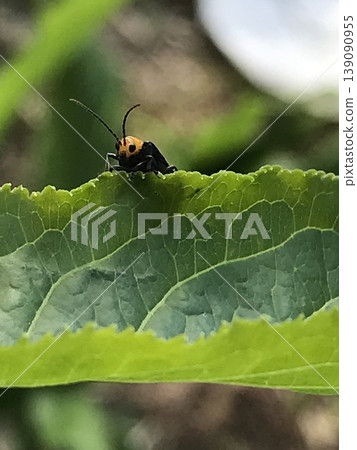 一隻葉甲蟲從葉子縫隙裡探出頭來 139090955