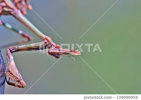 Fasciated Conehead Mantid (Empusa fasciata) is a species of praying mantis in the genus Empusa in the order Mantodea, Greece 139090958