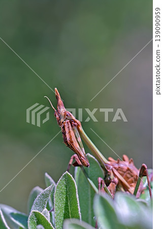 Fasciated Conehead Mantid (Empusa fasciata) is a species of praying mantis in the genus Empusa in the order Mantodea, Greece Fasciated Conehead Mantid (Empusa fasciata) is a species of praying mantis in the genus Empusa in the order Mantodea, Greece 139090959