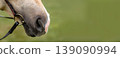 Close-up of a horse nose and muzzle with bridle and bit against a blurred green background. Equestrian concept with large copy space for text 139090994