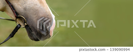 Close-up of a horse nose and muzzle with bridle and bit against a blurred green background. Equestrian concept with large copy space for text 139090994
