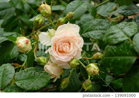 Sunny Antique roses blooming in an outdoor flowerbed, with soft yellow and apricot antique-style flowers. Sunny Antique roses blooming in an outdoor flowerbed, with soft yellow and apricot antique-style flowers. 139091000