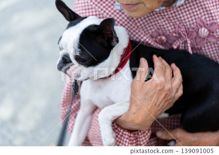 一隻波士頓梗犬和它的祖母在公園玩耍 一隻波士頓梗犬和它的祖母在公園玩耍 139091005