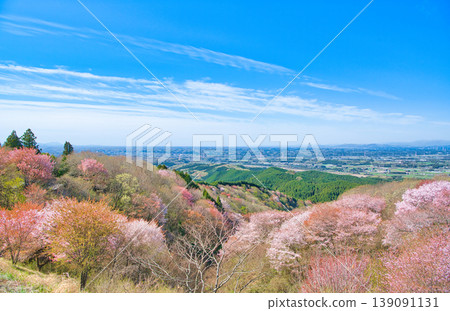 從栃木縣大田原市禦天山看到的盛開的櫻花。 139091131