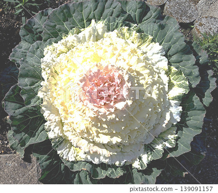 A close-up of ornamental cabbage with its beautiful white and pink gradient, a plant that adds color to winter gardens. 139091157