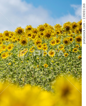 A field of sunflowers spreading all over (Hiruzen Plateau) A field of sunflowers spreading all over (Hiruzen Plateau) 139091168
