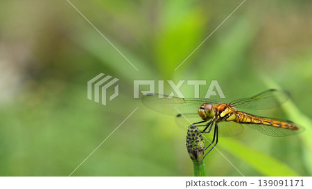 A red dragonfly is resting on the tip of a horsetail plant. 139091171