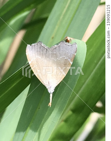 A moth perched on a leaf A moth perched on a leaf 139091215