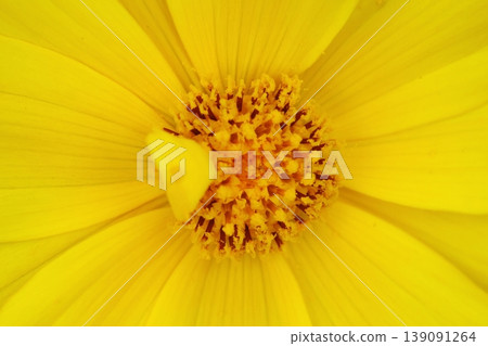 Yellow flower Yellow flower 139091264