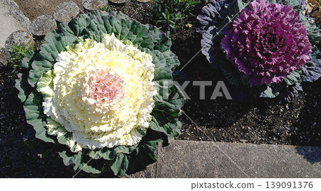 A winter flowerbed lined with white and purple ornamental cabbages, creating a beautiful contrast in the garden landscape. A winter flowerbed lined with white and purple ornamental cabbages, creating a beautiful contrast in the garden landscape. 139091376