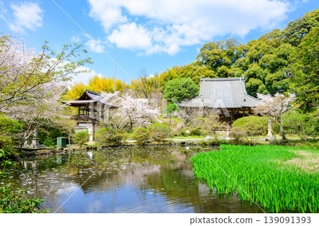 [Nara Prefecture] Chogakuji Temple, Tenri City (Photo taken on 2026/04/02) 139091393