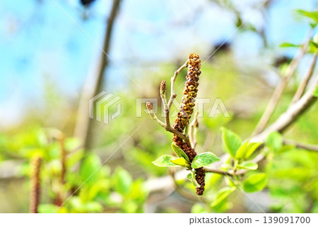 Small alder female flowers (spring, April) Small alder female flowers (spring, April) 139091700