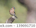 Chaffinch -Fringilla coelebs, Crete 139091710