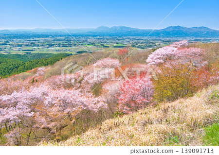 Cherry blossoms in full bloom as seen from Mt. Goten in Otawara City, Tochigi Prefecture. Cherry blossoms in full bloom as seen from Mt. Goten in Otawara City, Tochigi Prefecture. 139091713
