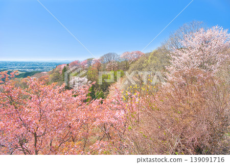 Cherry blossoms in full bloom as seen from Mt. Goten in Otawara City, Tochigi Prefecture. Cherry blossoms in full bloom as seen from Mt. Goten in Otawara City, Tochigi Prefecture. 139091716