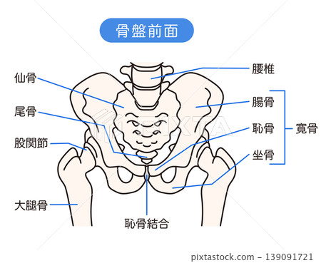 Front of the pelvis Front of the pelvis 139091721