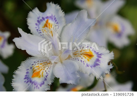 白色chaga花 白色chaga花 139091726