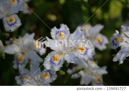 白色chaga花 白色chaga花 139091727