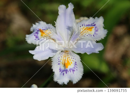 白色chaga花 139091735