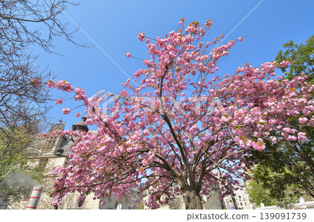 Cherry blossoms in bloom in Marie-Trintignant Park, Paris, March 27, 2022. Cherry blossoms in bloom in Marie-Trintignant Park, Paris, March 27, 2022. 139091739