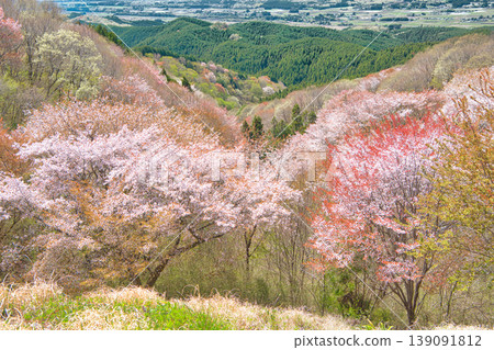 Cherry blossoms in full bloom as seen from Mt. Goten in Otawara City, Tochigi Prefecture. Cherry blossoms in full bloom as seen from Mt. Goten in Otawara City, Tochigi Prefecture. 139091812