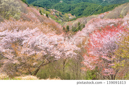 從栃木縣大田原市禦天山看到的盛開的櫻花。 從栃木縣大田原市禦天山看到的盛開的櫻花。 139091813
