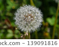 Dandelion's fluff 139091816