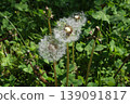 Dandelion's fluff 139091817