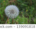 Dandelion's fluff 139091818