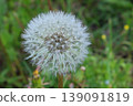 Dandelion's fluff 139091819